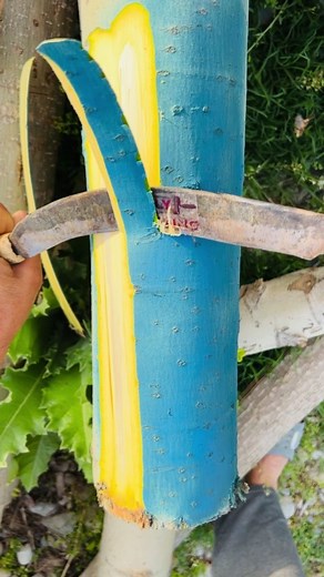 Oddly Satisfying | Have you seen the blue bark of the poplar tree being peeled? #satisfying #smooth #fyp | Instagram