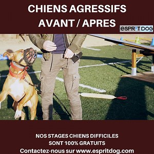 317K views · 6.5K reactions | Il n'y a pas de fatalité ! Le tout simplement en comprenant le chien et le maître ! Nos stages chiens difficiles sont totalement gratuits (dans la limite des places disponible) Suite à un désistement : 1 place dispo dans le mois de Novembre ! | Esprit Dog - Tony Silvestre | Facebook