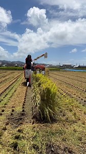 Combined Rice harvesting machine | Denraks Machinery
