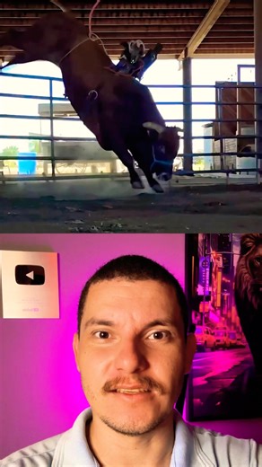 How bulls are trained #rancher #rodeo