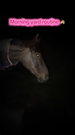 Come do a quick morning yard routine with me🐴 super lucky that a few of us on the yard do each others horses so we don’t all have to be here every morning and evening ❤️ #equestrian #horsegirl #horsesoftiktok #horserider #horses