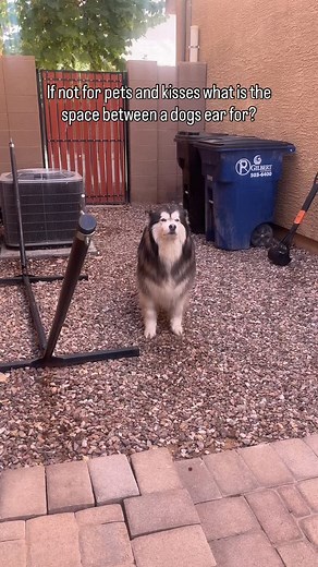 2.2K views · 1.1K reactions | what’s it for? | Bandit | Facebook