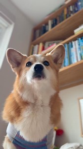 102K views · 4.8K reactions | Their priorities have changed now that Squishmallows has dog toys. Chew Mees by Squishmallows are invading Chonkfest! Collect all of the fun personalities while you still can at your local Target and don't miss Chonkfest on May 17th! The link for tickets (and Chew Mees) are in the comments! #squishmallows @jazwares #chonkfest #ad | Maxine the Fluffy Corgi | Facebook