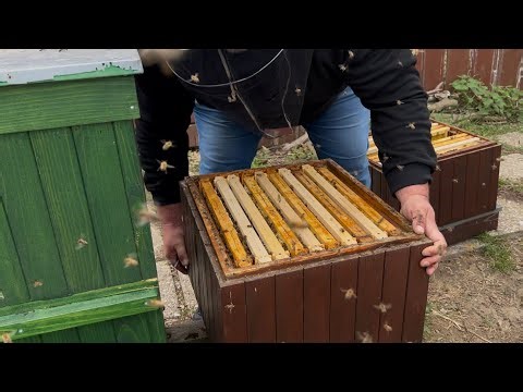 615. Prehodenie nádstavkov - včelstvo kde som dal iba medzistienky