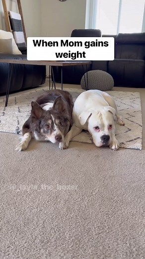 Surprise! Another troublemaker will be joining us in September 🥰 We are so excited! #funnydogs #dogskit #skit #dogactor #australianshepherd #heeler #whiteboxer #boxer #boxerdog #dogvideos #cutedogs #comedy #comedyskit #funnydogvideos #pregnancyannouncement