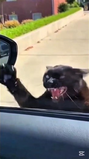 Angry 😡 cat😱🥶#cat #funnyvideo #funnycat #angrycat #catvideos