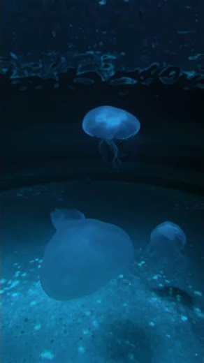 Jellyfish in a Sea of Color