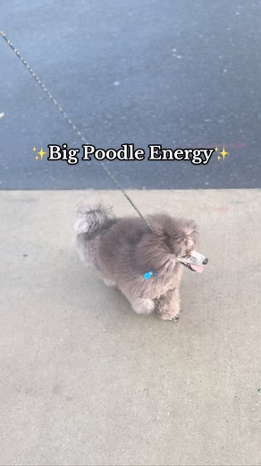 When you have big poodle energy ✨🤣 | Silveon Toy Poodles