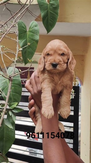 Cockapoo male and Female Puppies Are Avilable #Dogsforsale #puppy #petcenter #dogbreed #pets #kennl