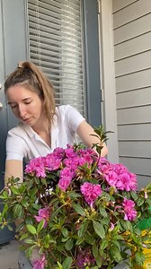 1.1K views · 138 reactions | Add binge worthy blooms to your patio or containers with Autumn Majesty! ✨ | Encore Azalea | Facebook