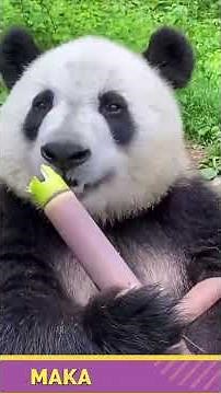 PANDA LUCU MAKAN BAMBU LABU
