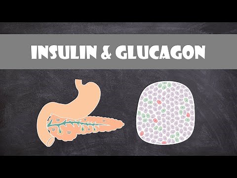 Pancreas Hormones (Insulin & Glucagon) | Anatomy & Physiology