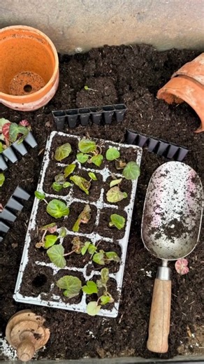 5.8K views · 12 reactions | Bumper #Begonias  Get a head start on summer colour by potting up bumper packs of begonias in peat-free compost.  Top tip: Begonias hate the cold, so don’t be tempted to plant them out until after your last frost date!  @robsallotment . . . #growwithsuttons #begonia #begonias #flowers #flowers #flowerstagram #garden #gardener #gardening #gardendesign #gardeninglife #gardeninspiration | Suttons | Facebook