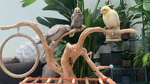 Watch Bird Playground Parrot Natural Wood Perch on Amazon Live