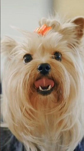 Yorkshire Terrier Sound | Dog Sound