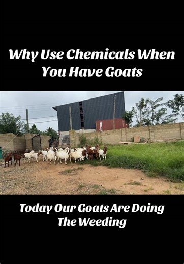 Benefits of Goat Farming in Africa You Should Know