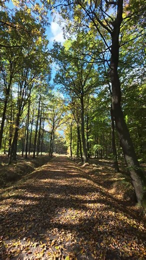 The Magic of Autumn in the Forest 2 #autumn #nature #colors #relaxing #forest #asmr #fallcolors