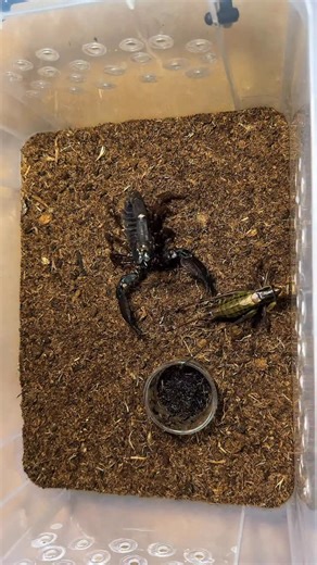 Insect Wars on Instagram: "This scorpion is very hungry 🤤 #InsectWars"