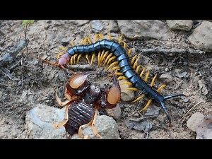 Scorpion vs Centipede: Big battle in tropical forest