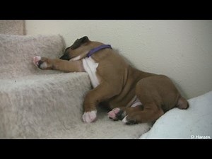Sleepy 4 Week Old Boxer Puppies