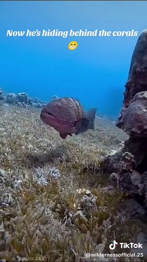 Discover the Fascinating World of Live Groupers in the Philippines