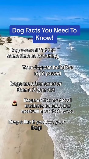 Dogs are cute! #dogfacts #puppy #petsoftiktok #fact #dog #facttok #facts #dogs | Phakdey 12