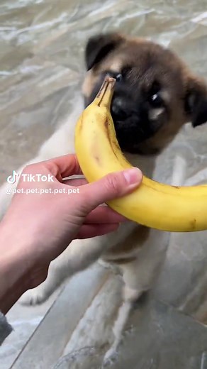 New Home: Adorable Dog Moments You Can't Miss