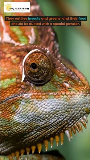 Chameleons as Pets: What to Expect and How to Care for Them