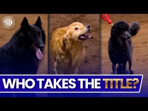 The Fastest 24-Inch Dogs on the Agility Course | AKC Agility Highlights