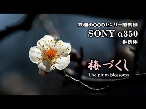 究極のCCDセンサー搭載機／SONY（ソニー） α350 作例集『梅づくし The plum blossoms』