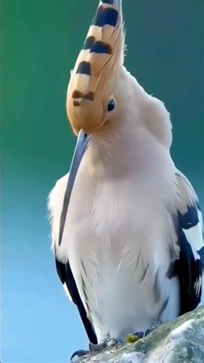 Bird Animal Amazing Sound | Beautiful Singing Birds with Sweet Voice |Relaxing Nature Animal #shorts