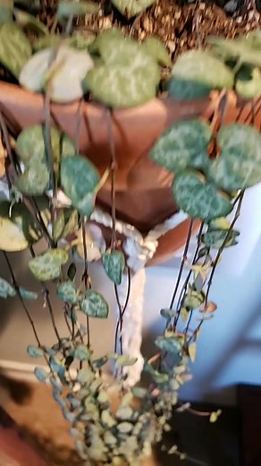 String of Hearts Plant Care Guide