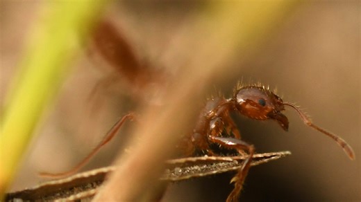 The buzz on summer pests: 17 insects, arachnids to be aware of in Texas