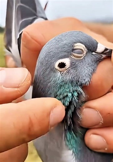 How to Remove Pigeon Botfly Effectively
