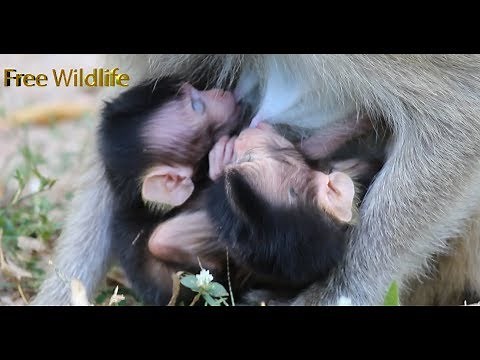 Free wildlife_Amazing baby monkey twins born today_29.11.2019