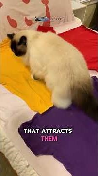 What's Your Cat's Favorite Color? 🌈 How to Use Color to Boost Their Mood