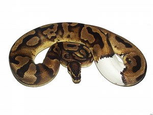 • Snakes ‘N’ Adders introducing series • Episode 49 – Royal Pythons (A closer look) • Python regius – The Royal or Regal Python. • Ok, so before I get started a bit of a PSA. If you are expecting the usual kind of video on Royal Pythons you may well be disappointed. This will not be an ‘echo chamber’ kind of video where I will reinforce everyone’s ideas of what makes suitable care. The video will look at the natural distribution of the species and the regions and types of land they inhabit withi