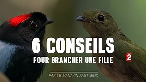 56K views · 887 reactions | Vous pensez faire tous les efforts possibles en amour ? Pour séduire une femelle, le manakin fastueux doit réaliser une chorégraphie entière avec un autre mâle ! À la moindre erreur, sa chance peut s'envoler... | France tv | Facebook