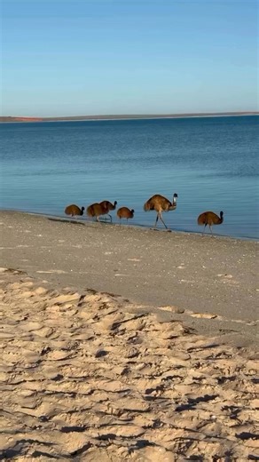 Monkey Mia might be famous for marine life, but they're not the only locals turning heads 🏖️ This emu family was spotted enjoying the splendour of our most western mainland point, Shark Bay World Heritage-listed Area in Australia's Coral Coast. Join IG/wula_gura to gain a whole new connection to the abundant region during an Aboriginal-guided tour spent kayaking, paddle boarding, or hiking among coastal wildlife 🛶 | 🎥 : IG/vans_girl_travel | 📍: Monkey Mia, Shark Bay World Heritage-listed Are