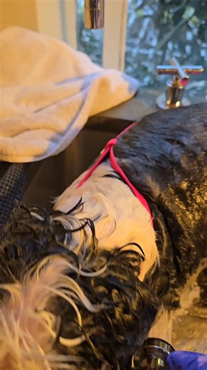 Double the fun  #cutedogvideo #newyorkdog #funnydogvideos #cuteaf #toymaltese #havaneseofinstagram #havapoo #havapoolove | Paws And I grooming | Facebook