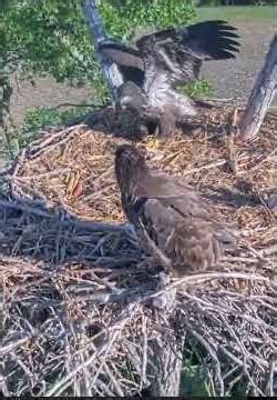 Kansas Eagles 5-7-26. Kaw Casts Normal Pellet; Kaw Jumps& Climbs Osage for 🐟; Osage Claims the 🐟!