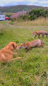 510K views · 7.2K reactions | Fox cubs find a new friend 力李 | Animal Lovers | Facebook