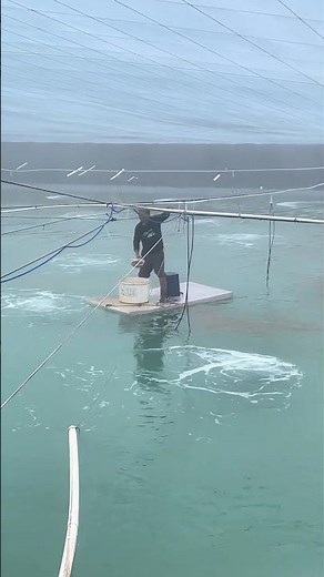 Unique Feeding Method in Indoor Shrimp Farming – Floating Board Technique 🇨🇳🦐 💥