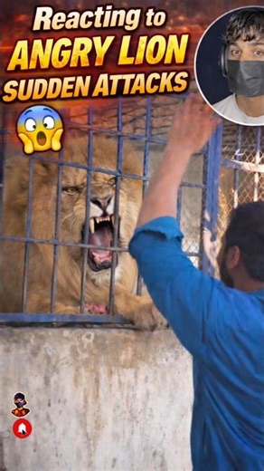 Angry Lion Suddenly Attacks 🔥🦁😱