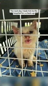 I found this poor kitten tied up...it's so sad#rescue #animalrescue #deer #usa #fyp #cat #kitten