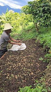 Podemos hacer un #semillero de Cafe en la tierra y no con Arena,. esto funciona muy bien asi eran las fincas de antes y duraban 100 años | Ferney Cuetoachi