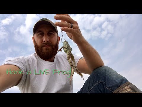 How to Hook a LIVE Frog for bait | Catch BIG Fish