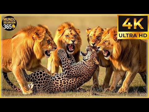 LEÕES NO LIMITE – A Lei Do Mais Forte Na Savana | Documentário Sobre Animais Da Natureza