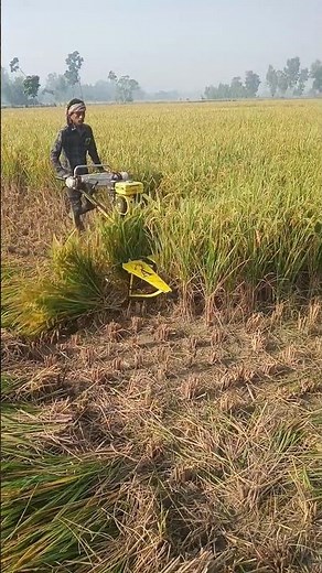 “Amazing Paddy Cutter Machine in Action | Farmer’s Time Saver!”