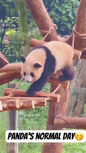 Funny Panda Moments That Will Make You Laugh 😂🐼 | Crazy PandaVideo